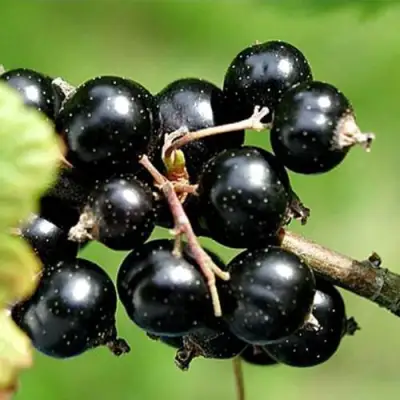 Смородина чёрная ЦЕРЕРА в Волковыске