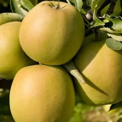 Яблоня МУТСУ в Волковыске