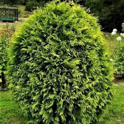 Туя ТИП ТОП западная в Волковыске