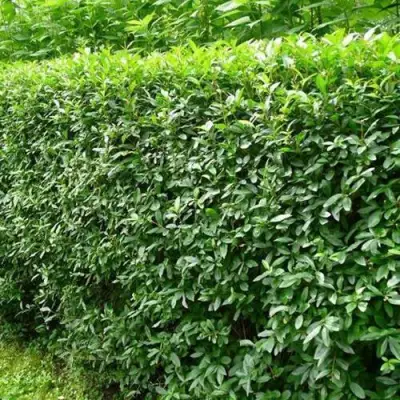 Бирючина обыкновенная в Волковыске