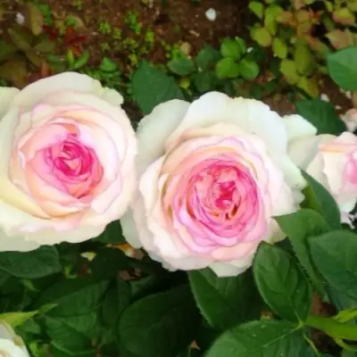 Роза ДОЛЬЧЕ ВИТА чайно-гибридная в Волковыске