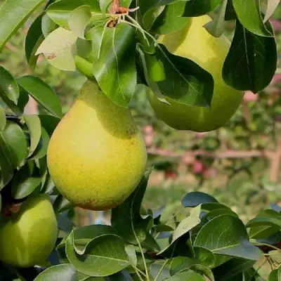 Груша ДОБРЯНКА в Волковыске