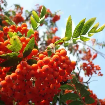 Рябина ВЕФЕД сладкоплодная в Волковыске