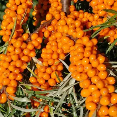 Облепиха ЕЛИЗАВЕТА в Волковыске