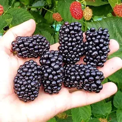 Ежевика ОУАЧИТА бесшипная  в Волковыске