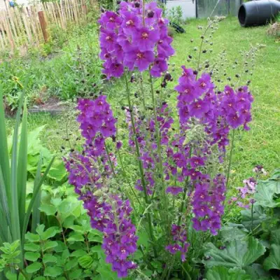 Коровяк ВИОЛЕТТА (вербаскум) в Волковыске