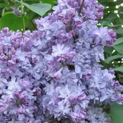 Сирень НЕБО МОСКВЫ в Волковыске