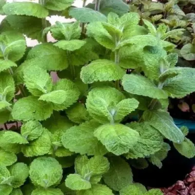 Мята яблочная в Волковыске