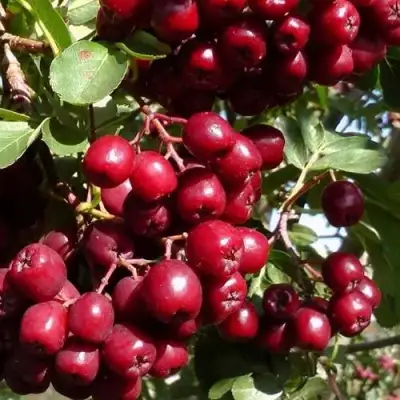 Рябина ГРАНАТНАЯ сладкоплодная в Волковыске