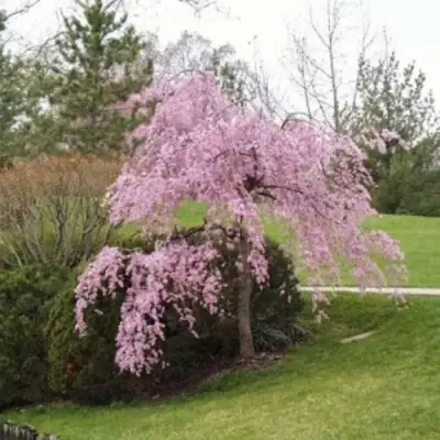 Сакура КИКУ ШИДАРЕ в Волковыске