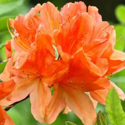 Азалия ГЕЙША ОРАНЖ японская в Волковыске