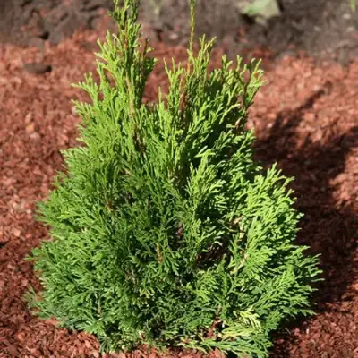 Туя МИКИ западная в Волковыске