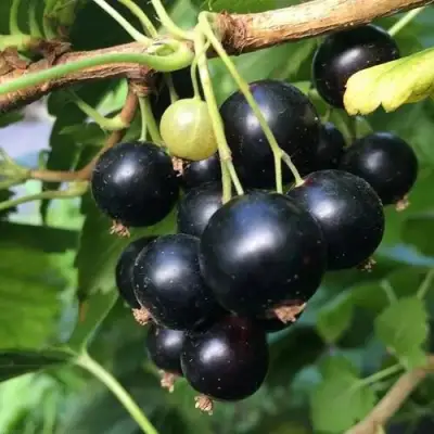 Смородина чёрная ДАБРАДЗЕЯ в Волковыске