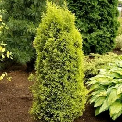 Можжевельник ГОЛД КОН обыкновенный в Волковыске