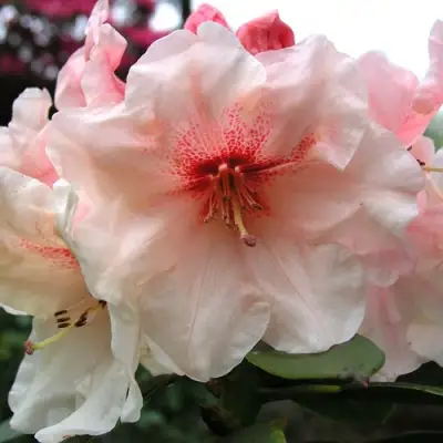 Рододендрон ХАНЯ	 в Волковыске