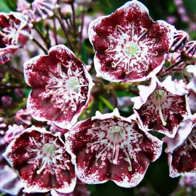 Кальмия БЛЕК ЛЕЙБЛ  в Волковыске