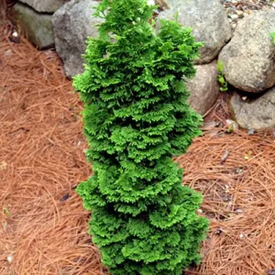 Туя СПИРАЛИС МИНИ западная в Волковыске