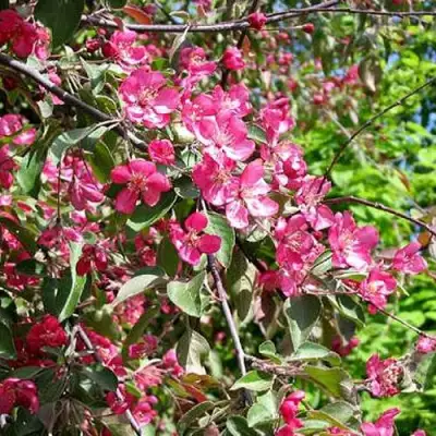 Яблоня КИТАЙКА ДОЛГО декоративная в Волковыске