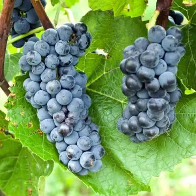 Виноград ВЭЛИАНТ в Волковыске