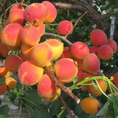 Абрикос РУБИН в Волковыске