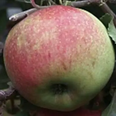 Яблоня СОКОЛОВСКОЕ стелющаяся в Волковыске