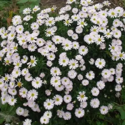 Астра ВАЙС многолетняя в Волковыске