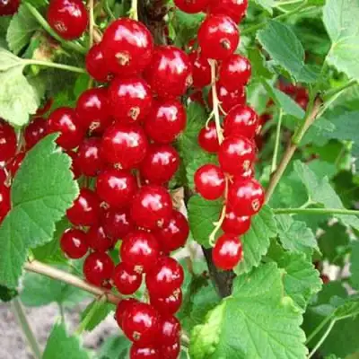 Смородина красная ФЕРТОДИ в Волковыске