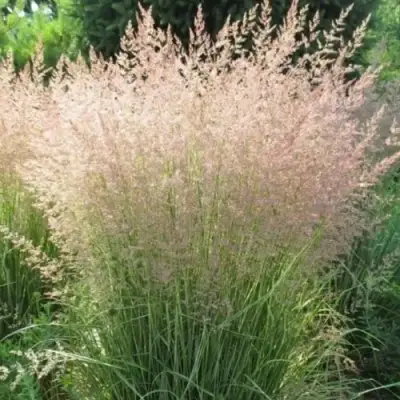 Вейник ОВЕРДАМ остроцветковый в Волковыске
