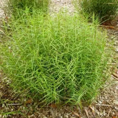 Осока ПАЛЬМОЛИСТНАЯ в Волковыске