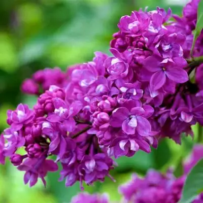 Сирень ОГНИ ДОНБАССА в Волковыске