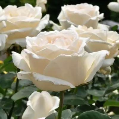 Роза БОИНГ чайно-гибридная в Волковыске