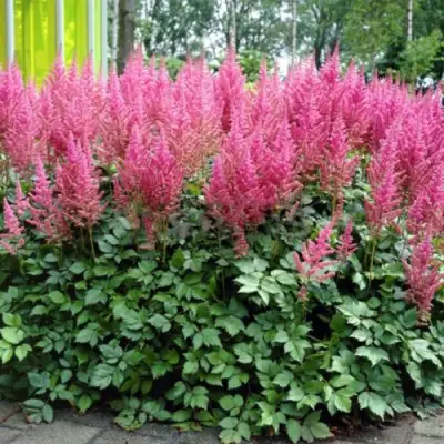 Астильба ВИЖНС ИН ПИНК китайская в Волковыске