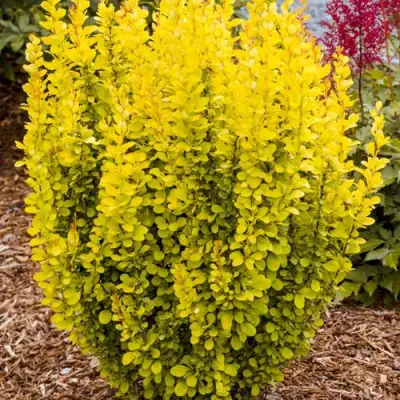 Барбарис ГОЛДЕН ТОРЧ тунберга в Волковыске