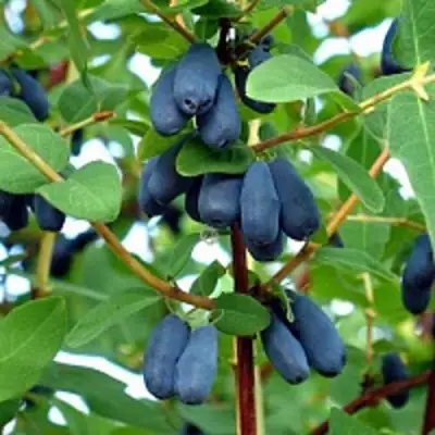 Жимолость съедобная АМФОРА в Волковыске