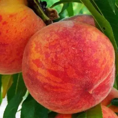 Персик ЗОЛОТОЙ ЮБИЛЕЙ в Волковыске