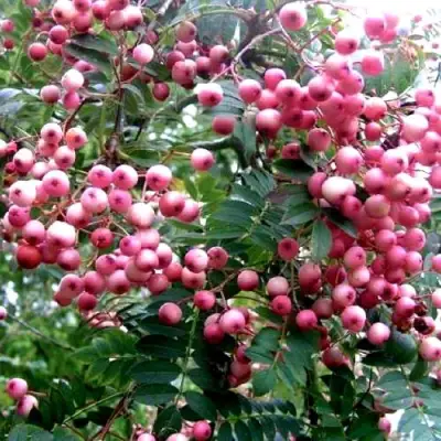 Рябина COREAL сладкоплодная  в Волковыске