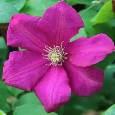 Клематис ЭРНЕСТ МАРКХАМ в Волковыске