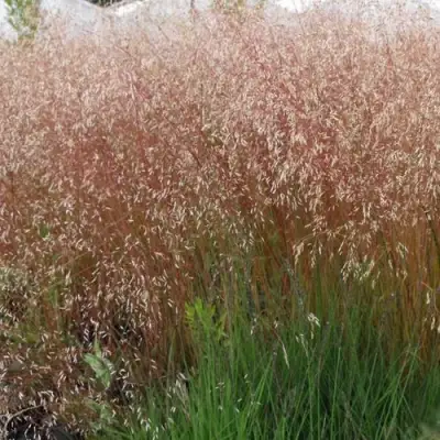 Щучка извилистая в Волковыске
