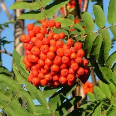 Рябина САХАРНАЯ ПЕТРОВА сладкоплодная в Волковыске
