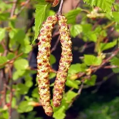 Береза бородавчатая в Волковыске