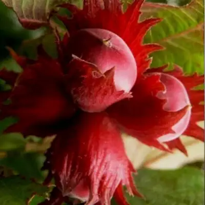 Фундук БАГРЯНЕЦ в Волковыске