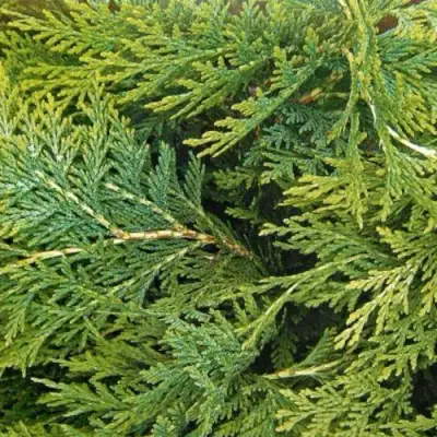 Кипарисовик ЭЛВУДИ ЭМПАЙР лавсона в Волковыске