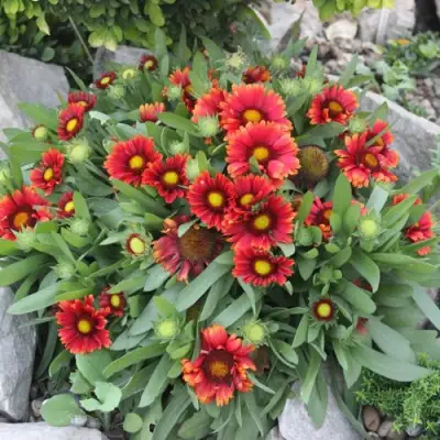 Гайлардия АРИЗОНА РЕД ШЕЙДС в Волковыске