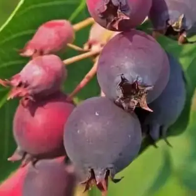 Ирга MANDAN в Волковыске