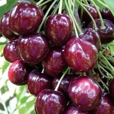 Черешня СИЛЬВИЯ колоновидная в Волковыске