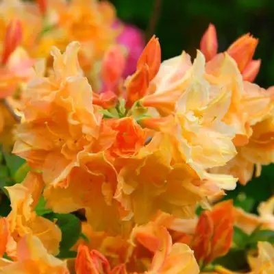 Азалия ЧАРДАШ листопадная в Волковыске