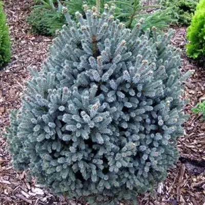 Ель НАНА сизая в Волковыске