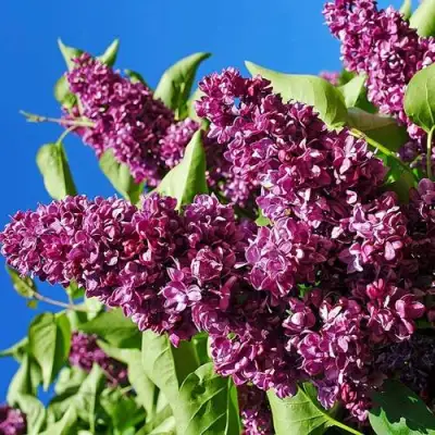 Сирень ЧАРЛЬЗ ДЖОЛИ в Волковыске