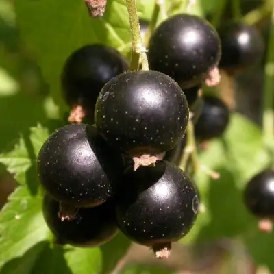 Смородина чёрная БИНАР в Волковыске