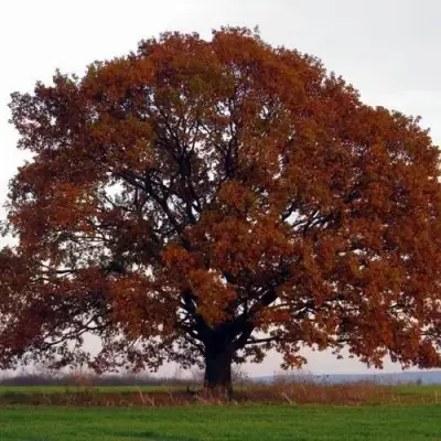 Дуб скальный в Волковыске
